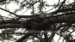 Squirrel collects nesting materials on a tree [upl. by Nylyaj]