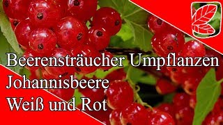 Kann ich Johannisbeeren umpflanzen [upl. by Tevis]