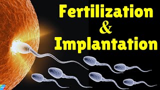 Fertilization and Implantation Process  Conception Explained [upl. by Eerihs]