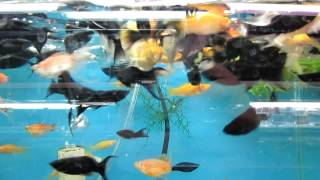 Black and Gold Mollies Fantasy Aquatics [upl. by Anawait]