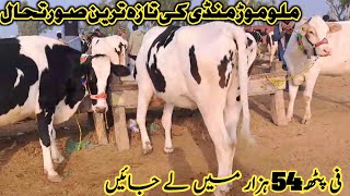 Today Malumor Mandi Jhang Update  Heifers For Sale in Pakistan  Girlando Heifers [upl. by Doria119]