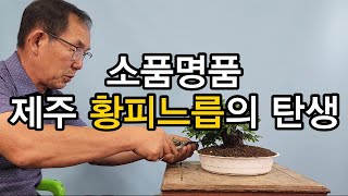 분재관리 520강 소품명품 제주 황피느릅의 탄생 [upl. by Essile131]