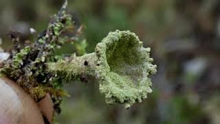 CLADONIA FIMBRIATA [upl. by Judah177]