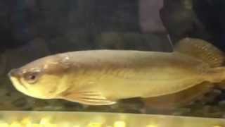 14quot PearlJardini Arowana For Sale [upl. by Benedict]