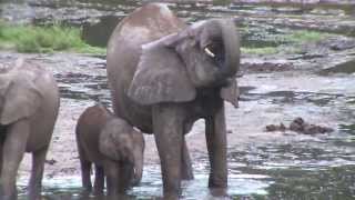 forest elephants in dzanga bai [upl. by Llertnahs]