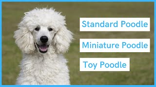 Sizes of Poodle  A side by side comparison [upl. by Garihc702]