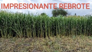 YA NOS NACIÓ EL SORGO FORRAJERO Y YA LE ESTAMOS DANDO EL SEGUNDO CORTE [upl. by Syst548]