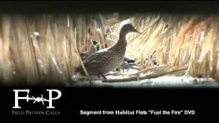 Ducks feeding in standing Corn [upl. by Nats408]