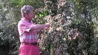 HOW TO PLANT AND GROW CHILEAN GUAVA [upl. by Kavanaugh]