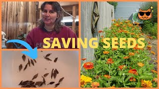 How to Collect Zinnia Flower Seeds Seed Saving Tips Collecting Flower Seeds Orange King Zinnia [upl. by Annawad]