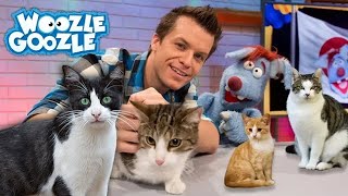 Die Hauskatze l GANZE FOLGE [upl. by Butte]