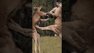 The Fight for the Outback  Kangaroo Boxing incredible wonderful viral amazing [upl. by Conger]