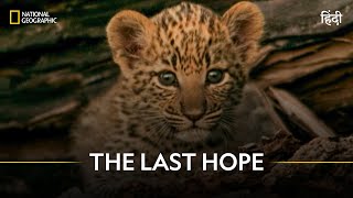 The Last Hope  Joubert Big Cat Reversion  हिन्दी  National Geographic [upl. by Ahsiam828]