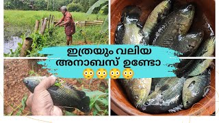 അനാബസ് മീൻ ഇത്രയും വലിപ്പം വയ്ക്കുമോ 😳 anabas fishing tips 100 youtube share like [upl. by Dnomyaw]