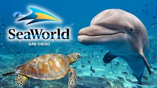 SeaWorld San Diego 2024 Guide  Top Tips Rides Shows amp Exhibits [upl. by Marcelo]