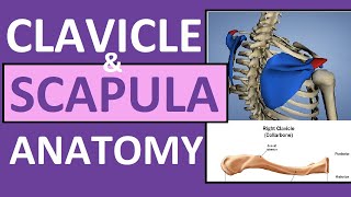 Clavicle and Scapula Anatomy The Pectoral Girdle [upl. by Robins]