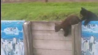 Baby Bear Cubs Playing in my backyard [upl. by Marthena]