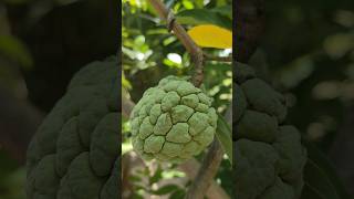 ផ្លែទៀបខ្មែរ custard apple Annona reticulata fruit sugarapple [upl. by Ehttam114]