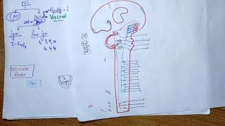 guyton chapter 61 part 1 autonomic nervous system and the adrenal medulla [upl. by Veno]