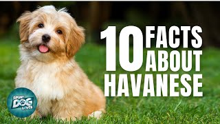 10 Facts About Havanese  Dogs 101  Havanese [upl. by Annabal]