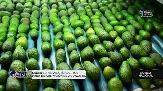 SADER Supervisará Huertos de Aguacate para Exportación  Garantizando Calidad y Seguridad [upl. by Gardel]