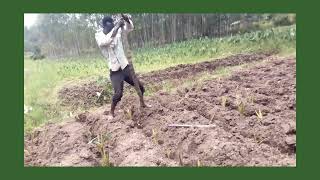 How to plant Arrowroot nduma for bumper harvest kenya Mudisilver farming [upl. by Leagiba]