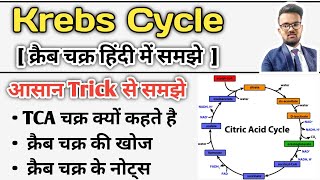 Krebs Cycle  Krebs Cycle in Hindi  Krebs Cycle trick  Krebs Cycle Notes  Glucose Metabolism [upl. by Cassandre]