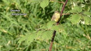 Chirihue Sicalis Luteola [upl. by Hasan671]