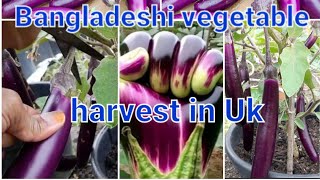 Bangladeshi vegetable harvesting in uk [upl. by Kcirederf]