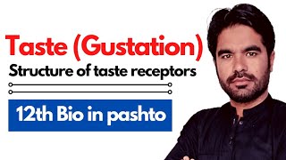 Taste Gustation  Structure of taste receptors  12 biology ch 17 in pashto [upl. by Nunciata813]