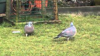 Wood Pigeon Courtship [upl. by Swift]