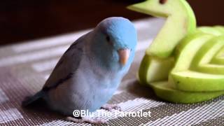 Parrotlet going crazy for Apple [upl. by Esmond]