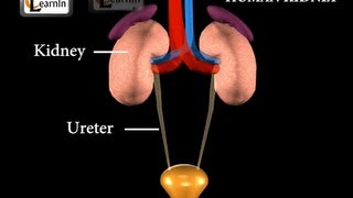 Kidney  Excretory System  Biology [upl. by Refinnaej]