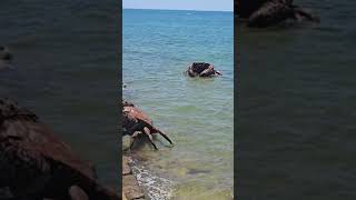 Massive crabs lifted by cranes in Chipiona Spain [upl. by Tsnre997]