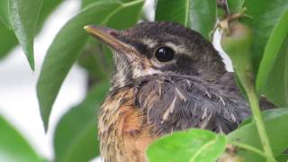 Closeup of an American Robin Fledgling [upl. by Kerrin]