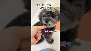 깻잎 먹는 푸들 나 박엄지 🐶🩶 주말 푸들일상 푸들 강아지브이로그 강아지일상 일상 귀여워 puppy 퇴근 힐링 깻잎 박엄지 [upl. by Adnilem]