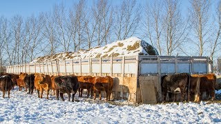 1600sqft Custom Cattle Feeder [upl. by Nysila]