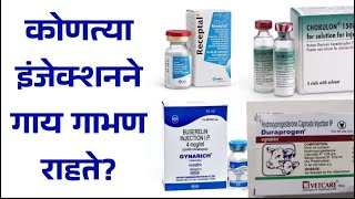 कोणते इंजेक्शन दिल्याने गाई गाभण राहतात cowbreeding dairyfarming [upl. by Norda]