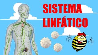 📗El increíble funcionamiento del SISTEMA LINFÁTICO 🩸📗 [upl. by Gnoy]