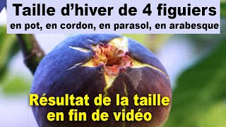 La taille dhiver de 4 figuiers unifères en pot en double cordon en parasol et en arabesque [upl. by Anires]