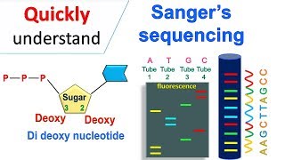 Sanger sequencing [upl. by Seluj417]