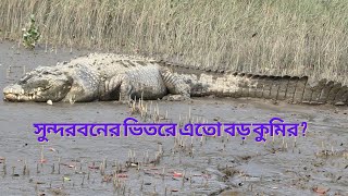 সুন্দরবনের বনের ভিতরে এতো বড় কুমিরSo big crocodile inside the Sundarbans forest [upl. by Alasteir]