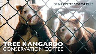 Tree Kangaroo Conservation  Coffee from PNG YUS [upl. by Marala]