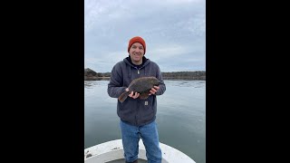 Tracking Winter Flounder in Waquoit Bay with Nets and DNA [upl. by Oramug]