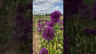 Allium Purple Sensation on the trial grounds  May 2022 [upl. by Dari]