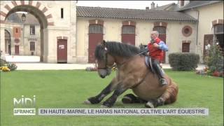 ANIMAUX  En HauteMarne le haras national cultive lart équestre [upl. by Yaral]