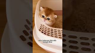 Constipation in Kittens cat shortvideo cuteanimal catlover [upl. by Acinomahs]