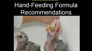 Tropican Hand Feeding Formula  Storage and Feeding Techniques [upl. by Auria]