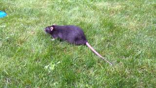 A fat rat on the grass [upl. by Evadne83]