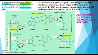 CÓMO SE FORMAN LOS ÁCIDOS NUCLEICOS [upl. by Ahselet872]